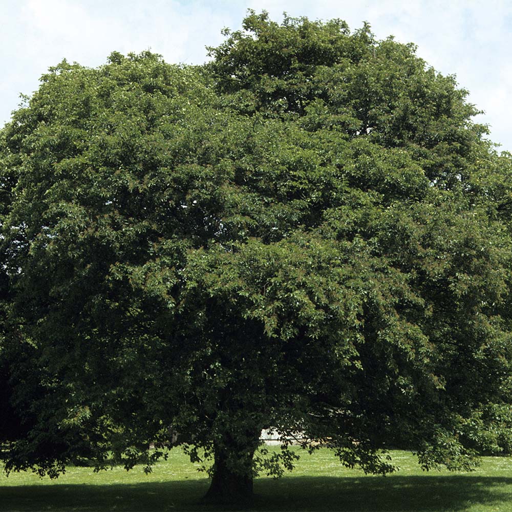 Edelspan Elsbeere Edelspan Elsbeere